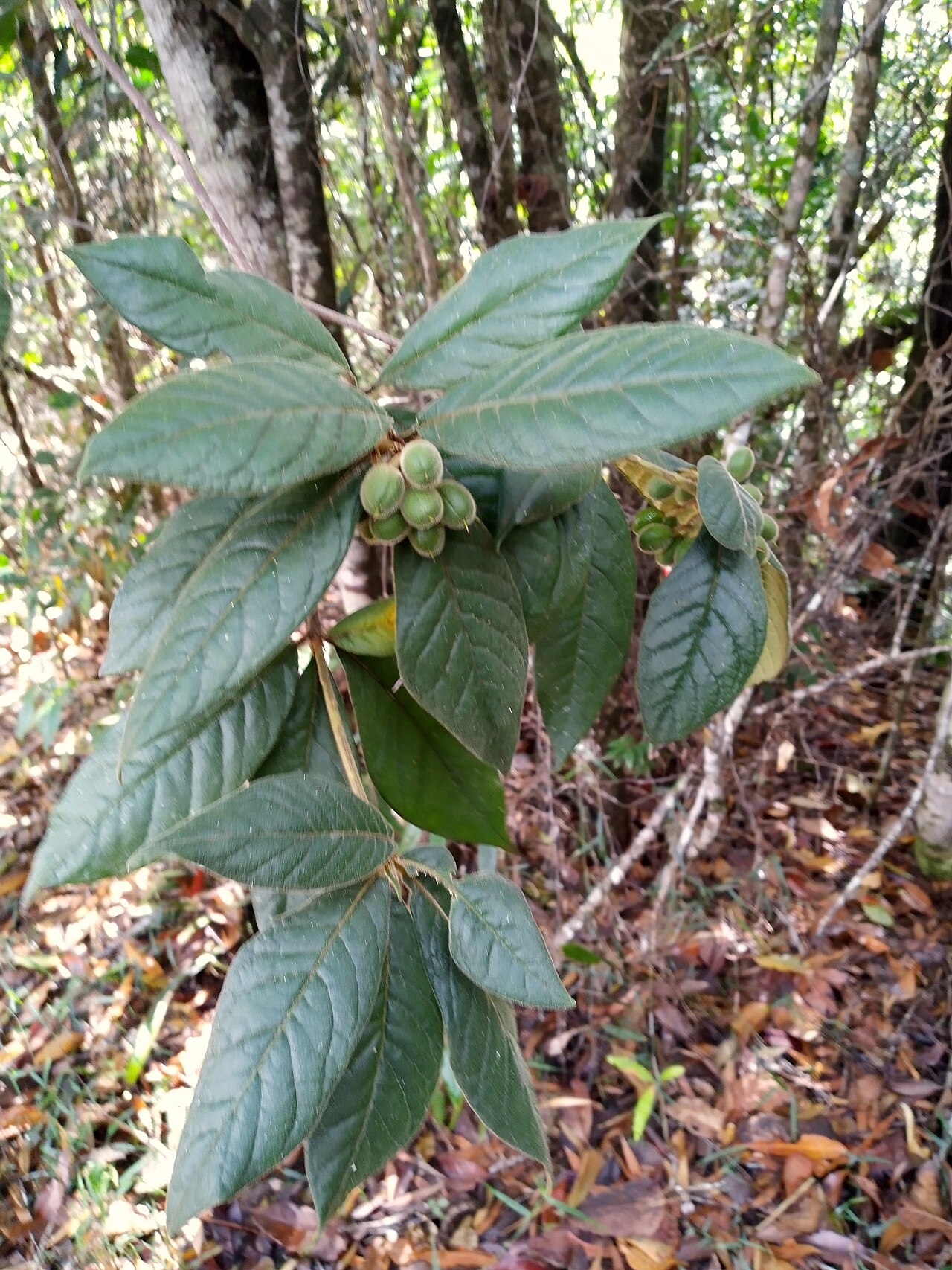 Hairy pittosporum: Pittosporum wingii with immature fruit on the Lamb Range near Cairns
