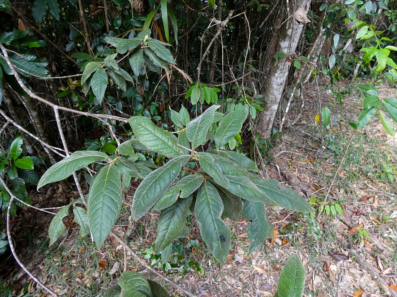 Hairy pittosporum: Pittosporum wingii on the Lamb Range west of Cairns , Queensland