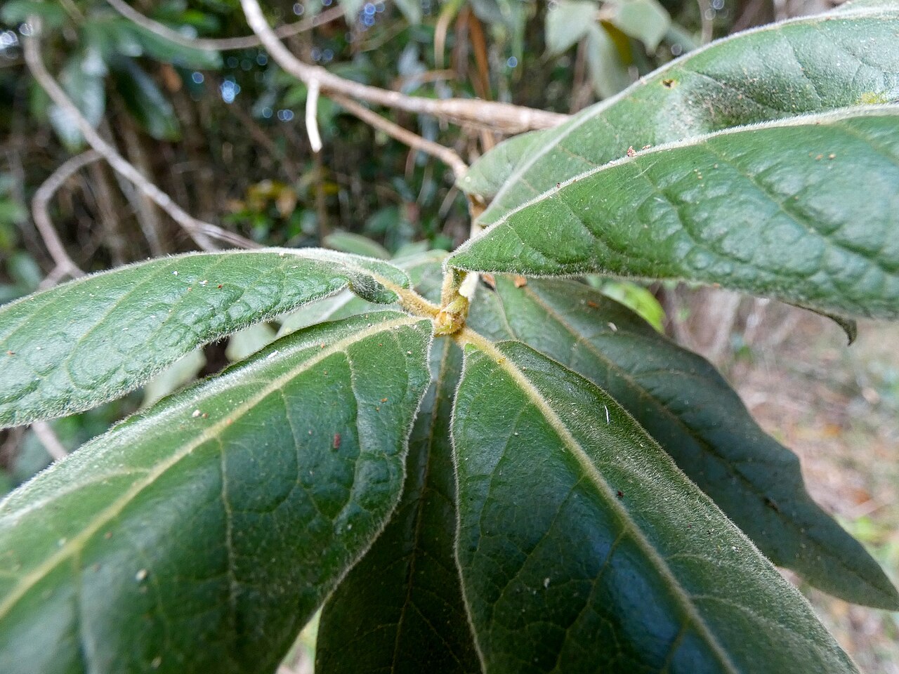 Hairy pittosporum: Pittosporum wingii on the Lamb Range west of Cairns , Queensland
