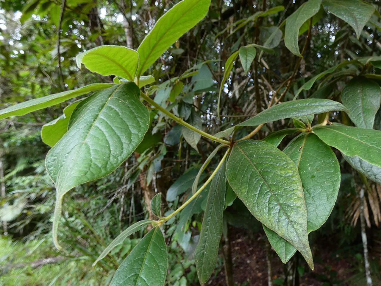 Hairy pittosporum: Pittosporum wingii in rainforest on the Lamb Range west of Cairns, Queensland