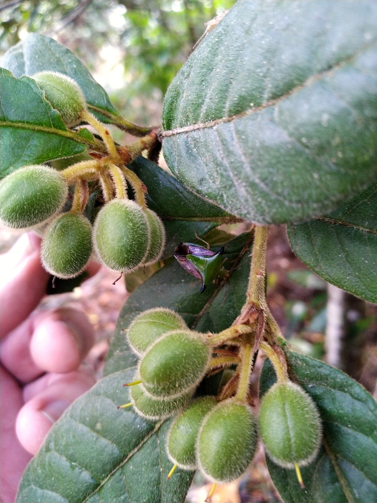 Hairy pittosporum: Pittosporum wingii with immature fruit on the Lamb Range near Cairns