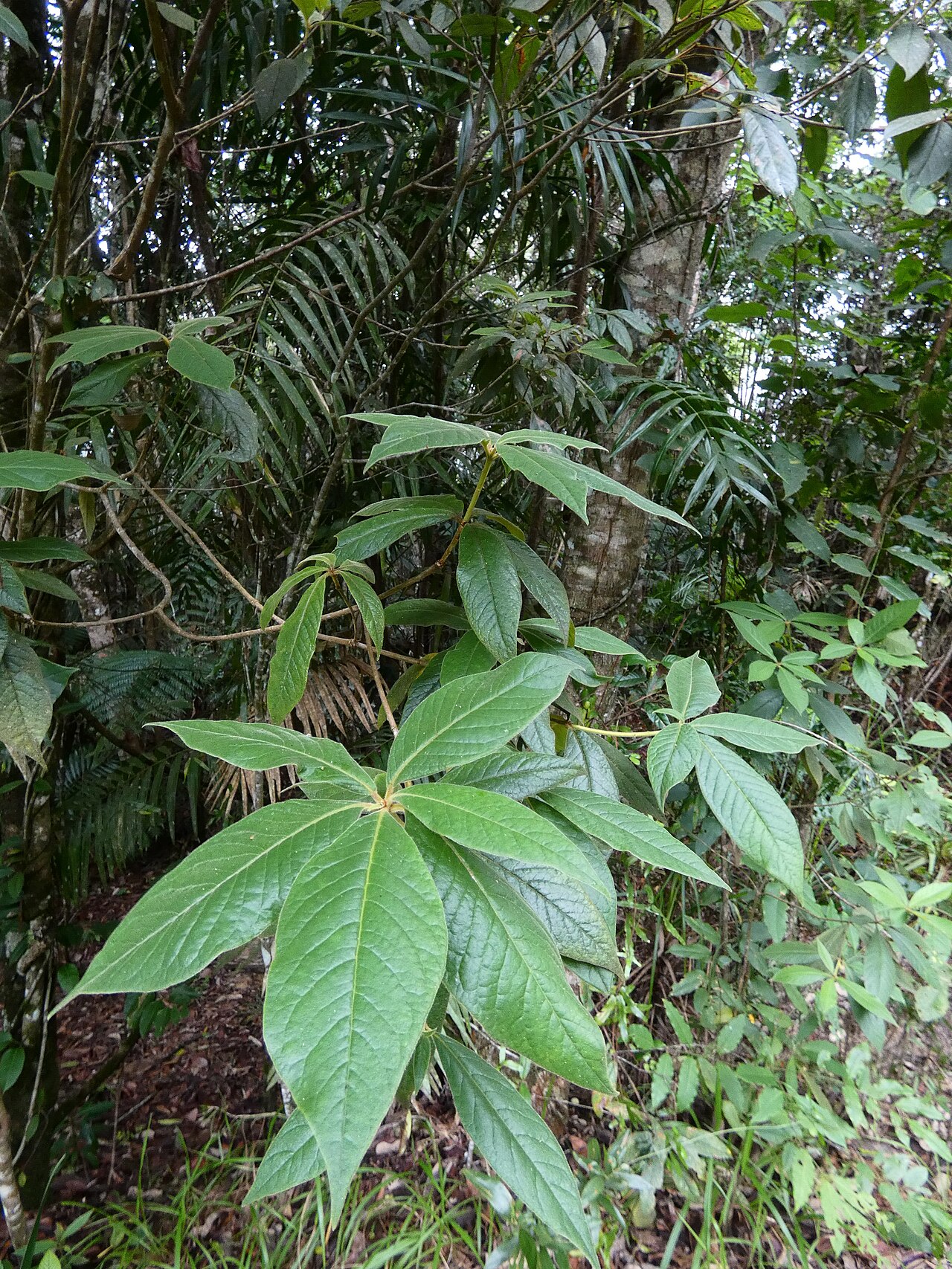 Hairy pittosporum: Pittosporum wingii in rainforest on the Lamb Range west of Cairns, Queensland