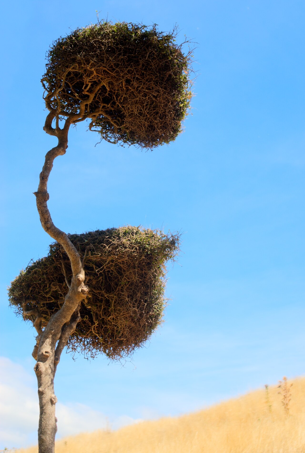 Heart-leaved kohuhu: Pittosporum obcordatum specimen in the Banks Peninsula