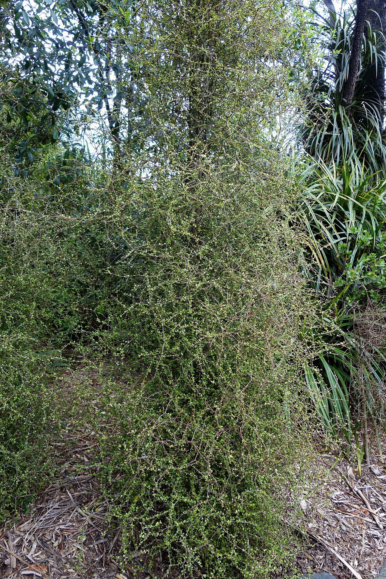 Heart-leaved kohuhu: Specimen in in Dunedin Botanic Garden - Dunedin, New Zealand.