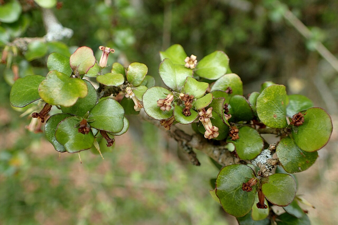 Heart-leaved kohuhu: Pittosporum obcordatum var. kaitaiaensis in Auckland Botanic Gardens