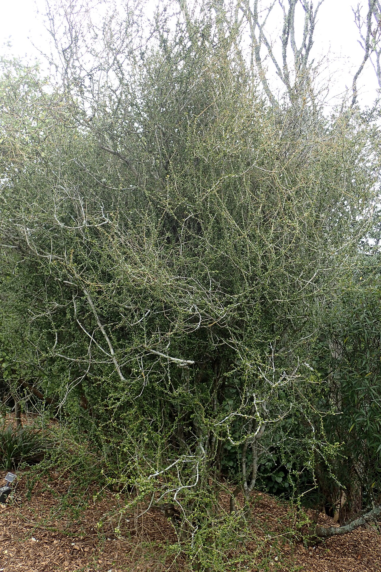 Heart-leaved kohuhu: Pittosporum obcordatum var. kaitaiaensis in Auckland Botanic Gardens