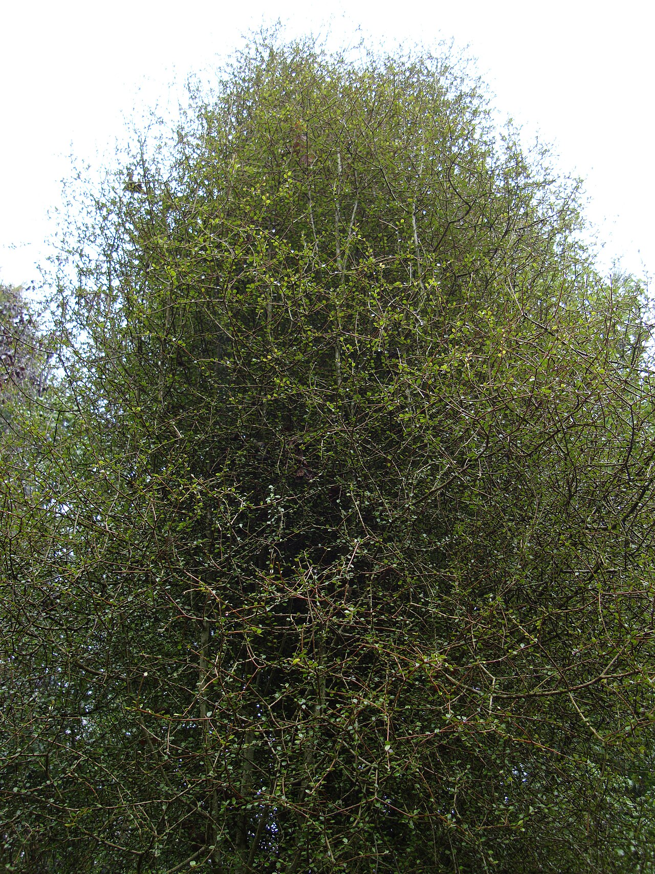 Heart-leaved kohuhu: Pittosporum obcordatum var. kaitaiaensis Bicton College