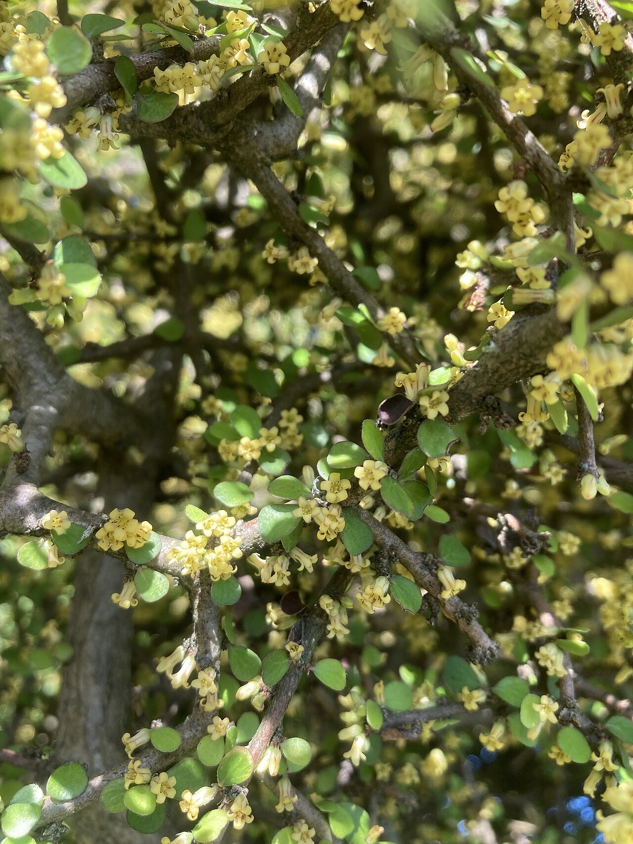 Heart-leaved kohuhu: Pittosporum obcordatum flowered