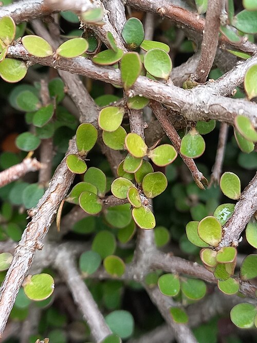 Heart-leaved kohuhu: Pittosporum obcordatum leafage