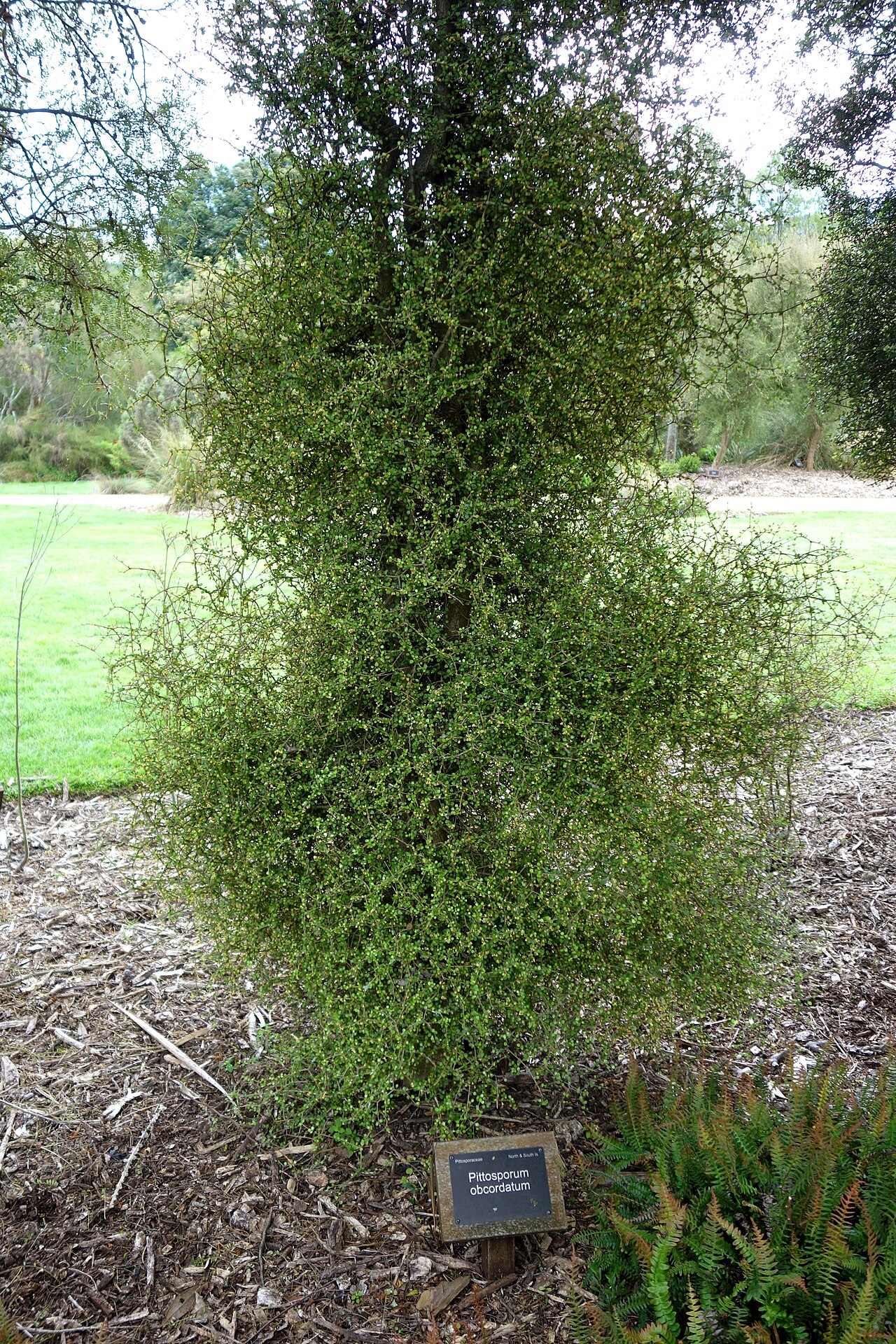 Heart-leaved kohuhu: Specimen in in Dunedin Botanic Garden - Dunedin, New Zealand.
