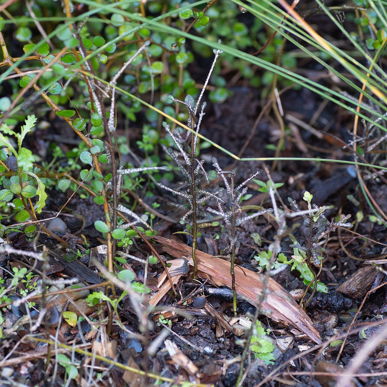 Heart-leaved kohuhu: Seedlings of Pittosporum obcordatum
