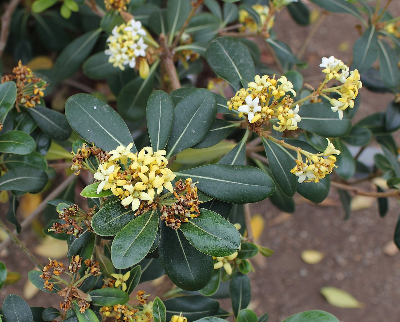 Pittosporum xylocarpum: Pittosporum xylocarpum seen in the botanical garden Graz, Austria
