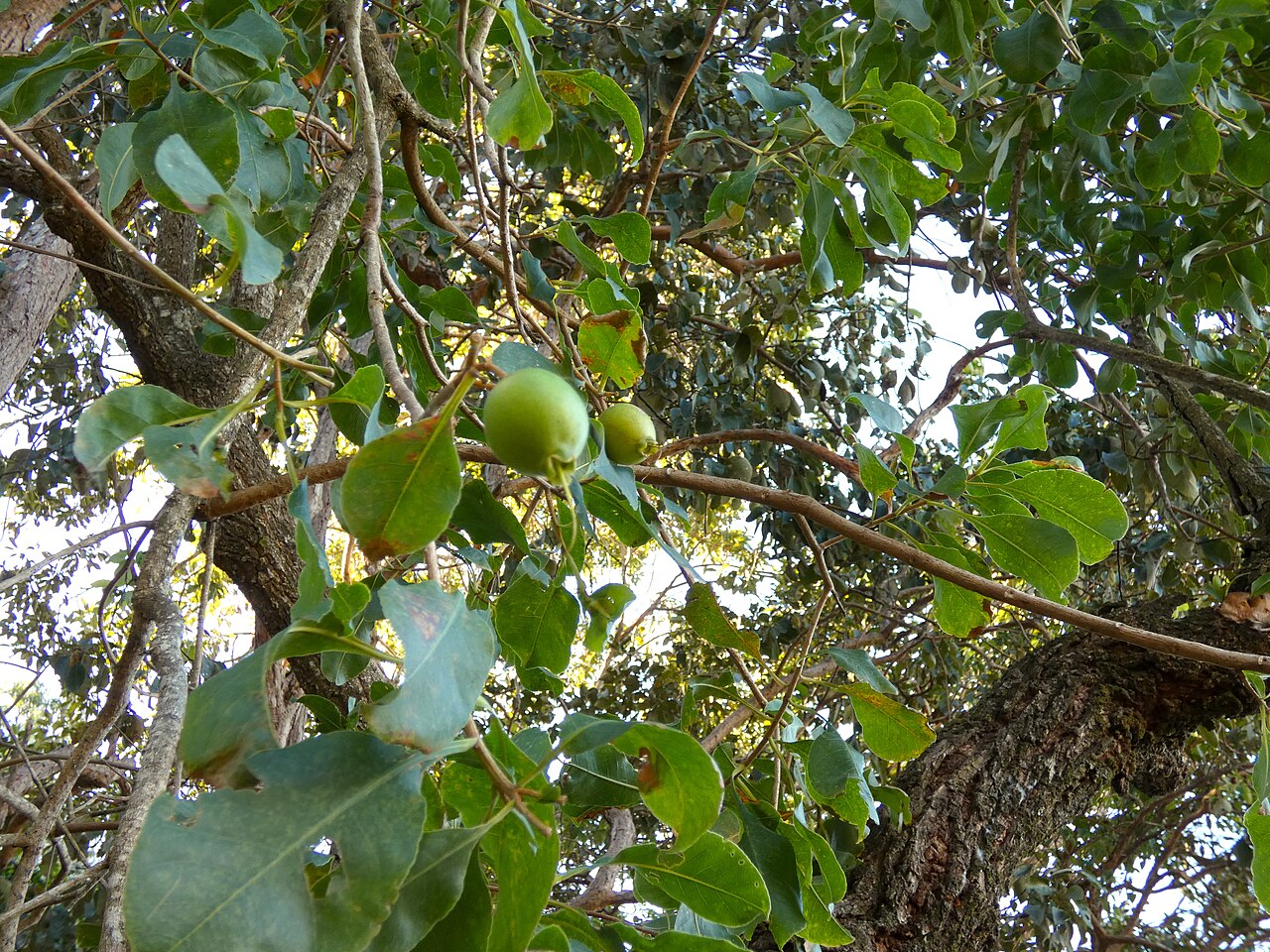 Planchonia careya: Planchonia careya growing in bushland in Cairns , Queensland