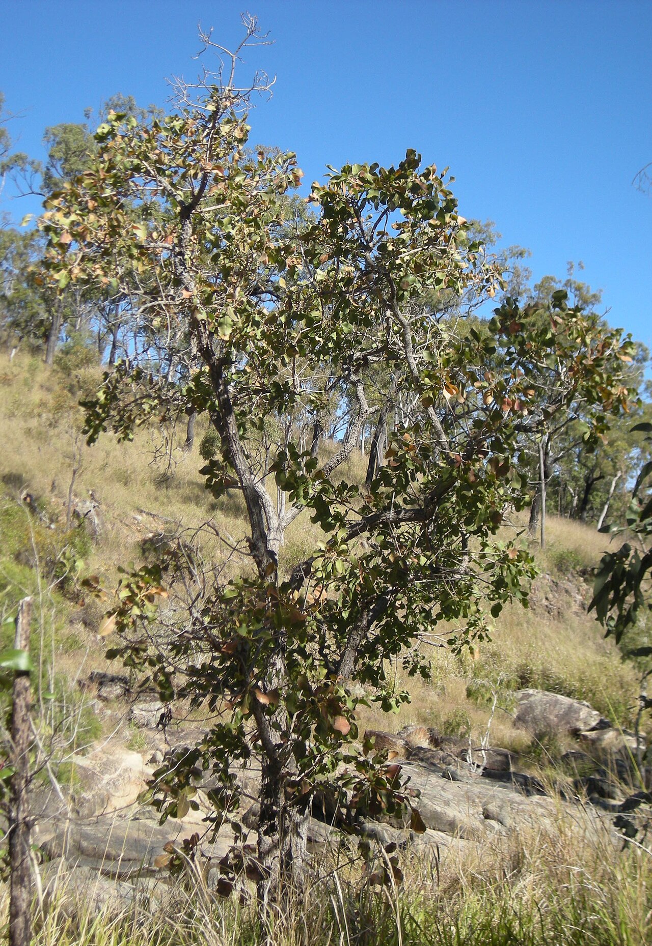 Planchonia careya: Planchonia careya tree. Mount Archer National Park, Rockhampton, Queensland.