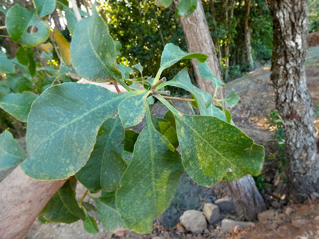 Planchonia careya: Planchonia careya growing in bushland in Cairns , Queensland