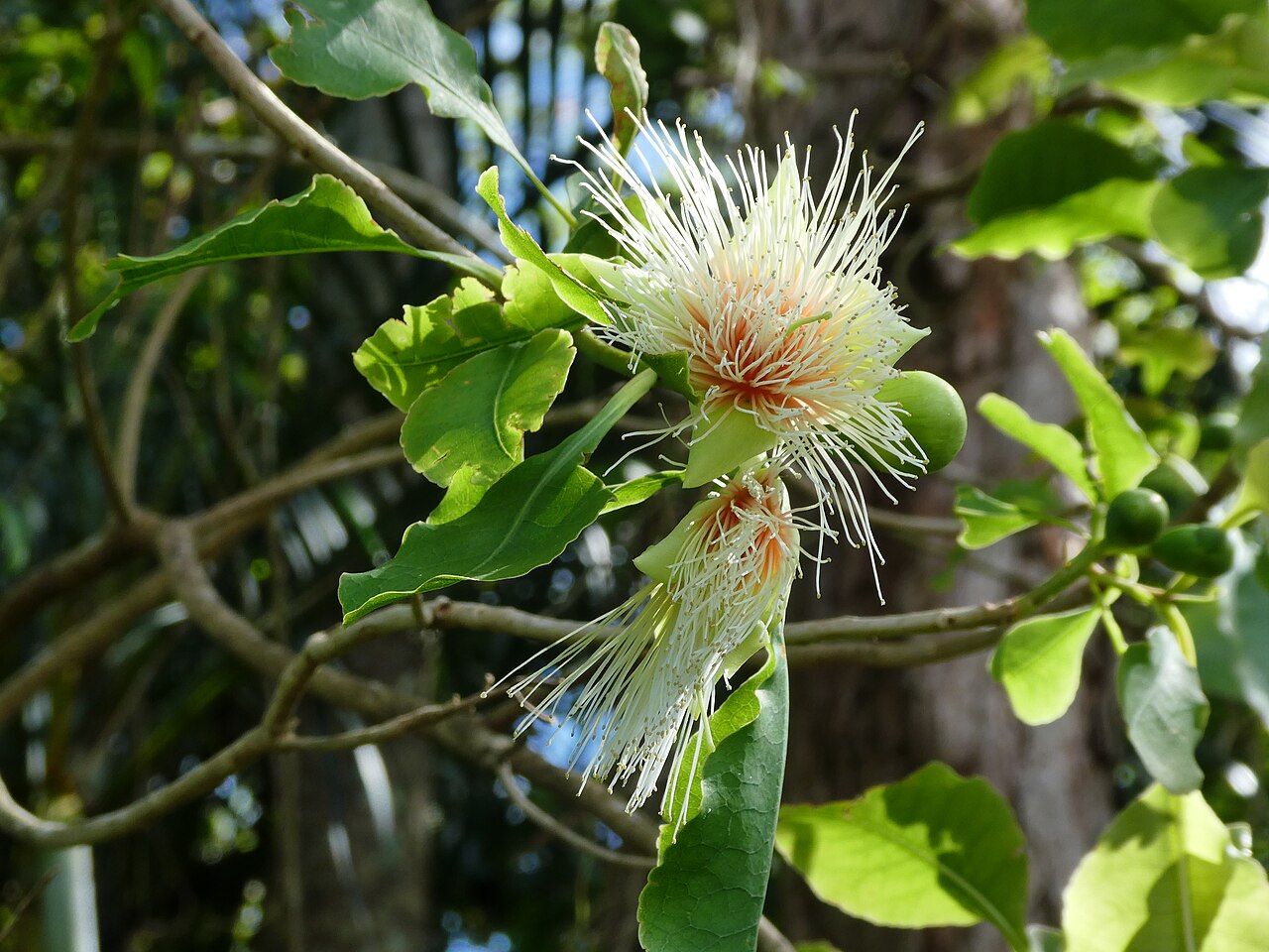 Planchonia careya: Planchonia careya flower