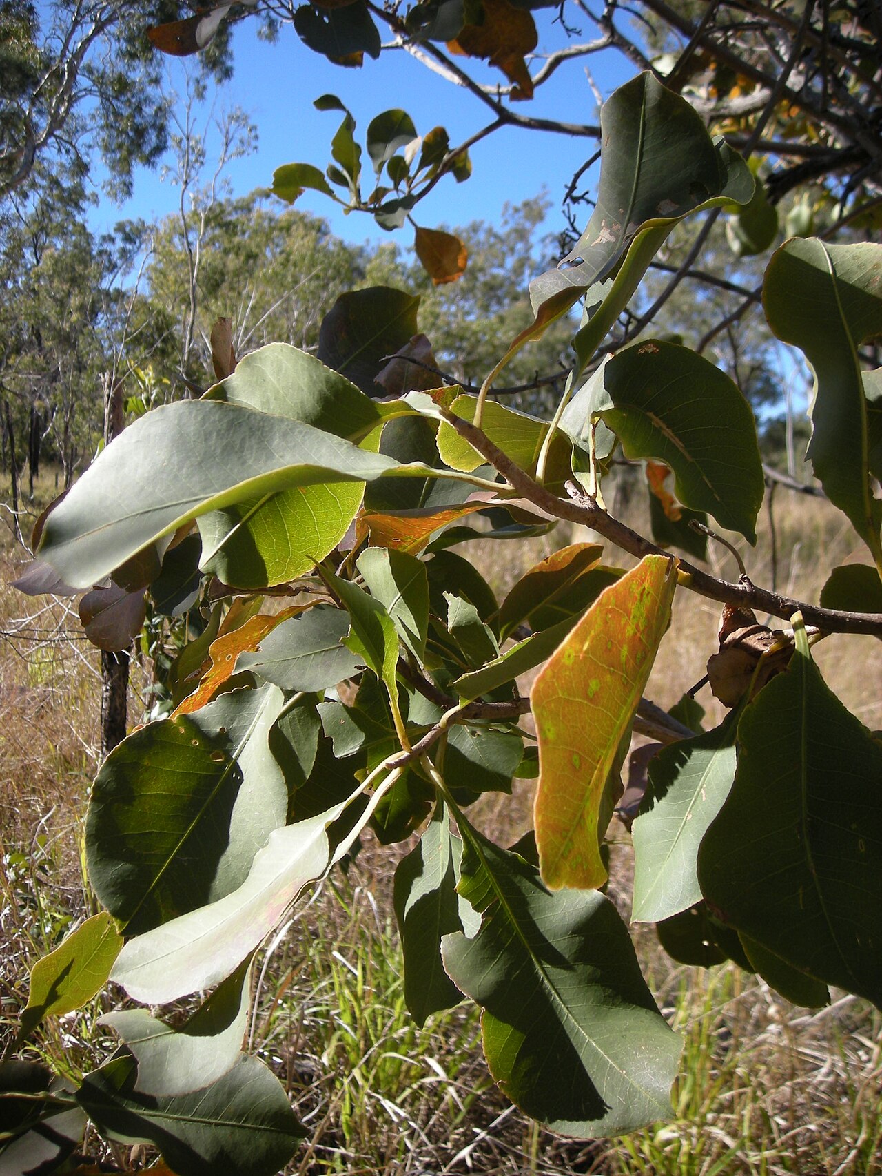 Planchonia careya: Planchonia careya foliage. Mount Archer National Park, Rockhampton, Queensland.