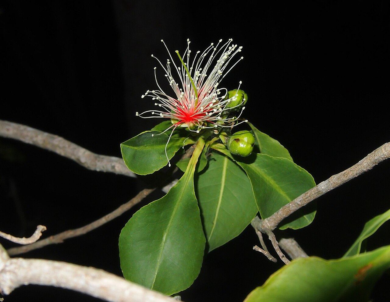 Planchonia careya: Planchonia careya flower