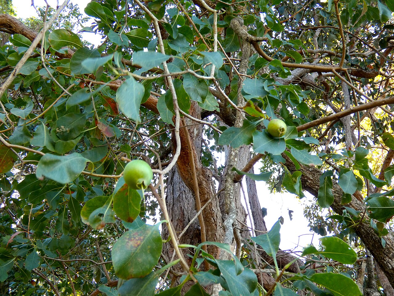 Planchonia careya: Planchonia careya growing in bushland in Cairns , Queensland