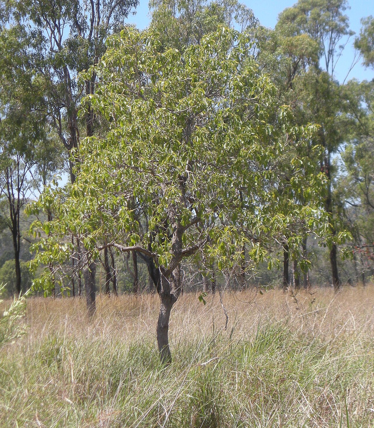 Planchonia careya: Plachonia careya habit