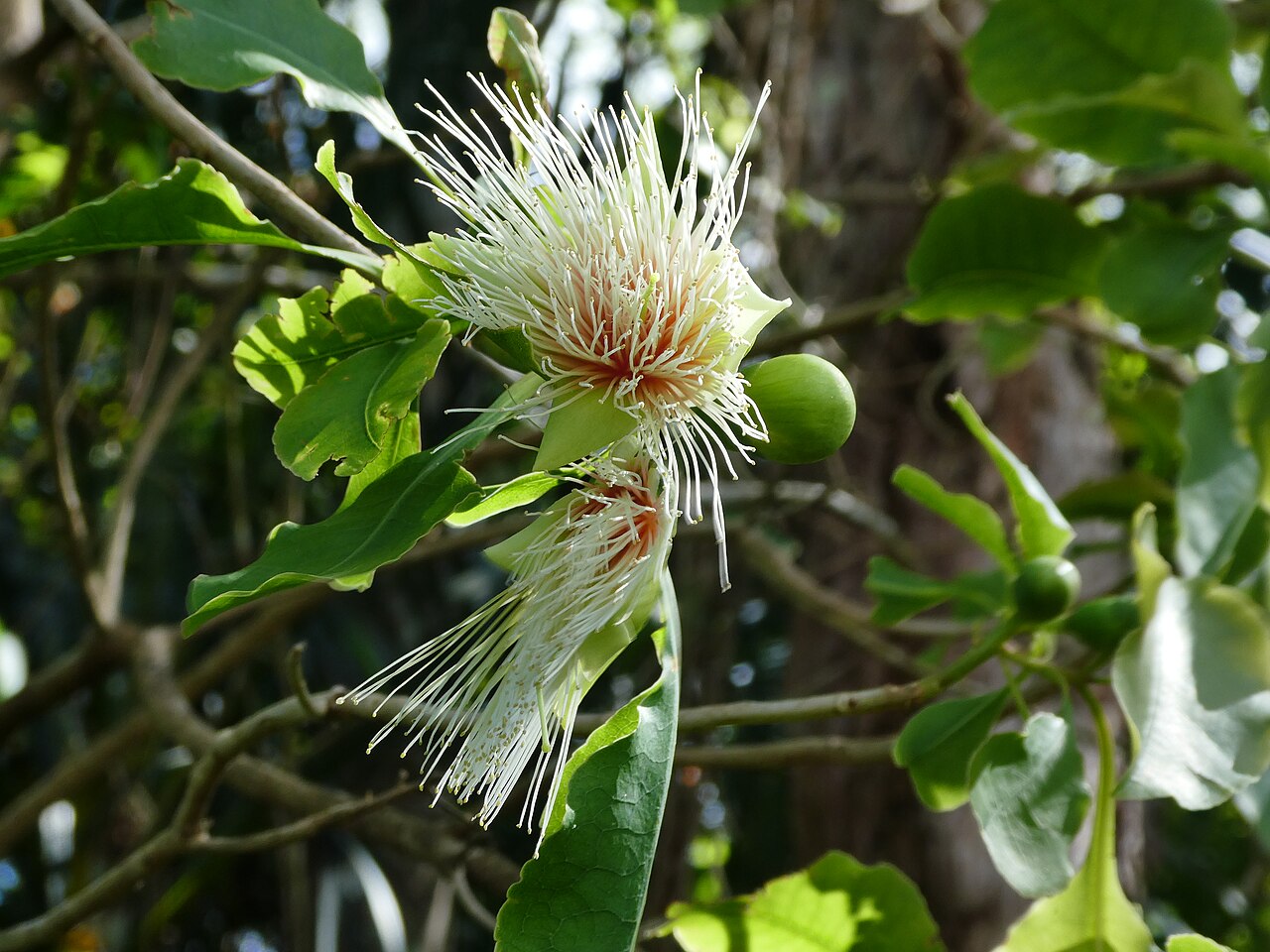Planchonia careya: Planchonia careya flower