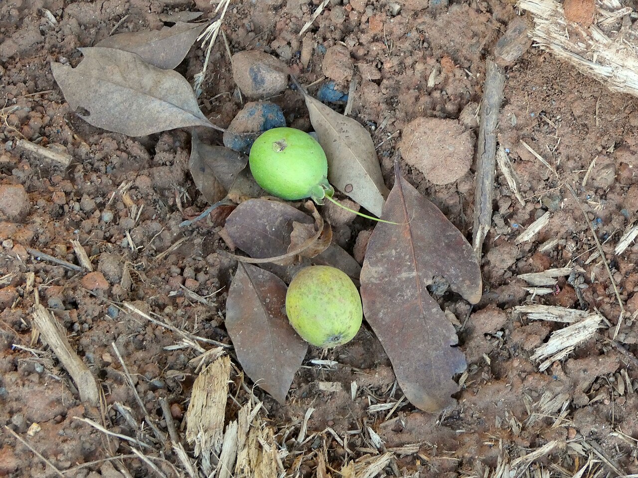 Planchonia careya: Planchonia careya growing in bushland in Cairns , Queensland