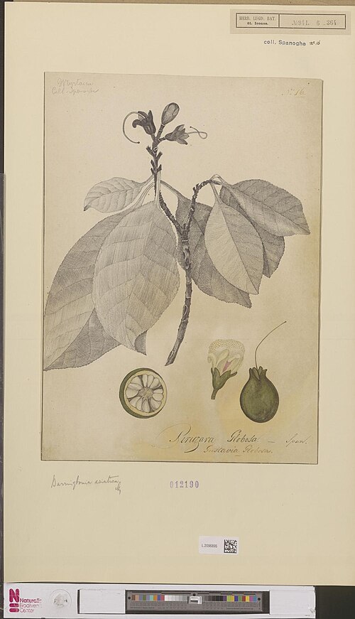 Planchonia timorensis: Gustavia globosa Spanoghe