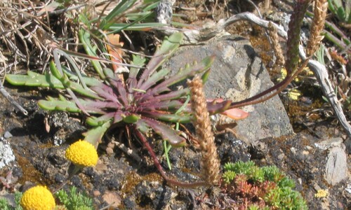 Buckhorn plantain (Plantago coronopus)