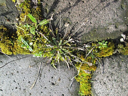 Buckhorn plantain: Krähenfuß-Wegerich ( Plantago coronopus ) an der A620 in Alt-Saarbrücken