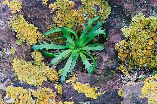 Buckhorn plantain: some lichen and I am not sure what the plant is.