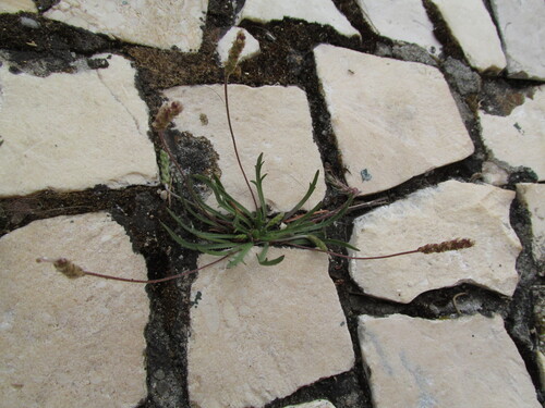 Buckhorn plantain (Plantago coronopus)