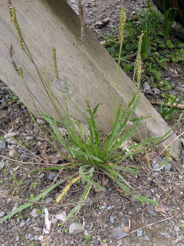 Buckhorn plantain (Plantago coronopus)