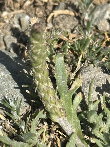 Buckhorn plantain (Plantago coronopus)