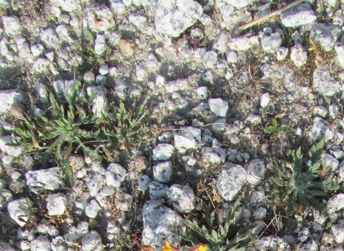 Buckhorn plantain (Plantago coronopus)