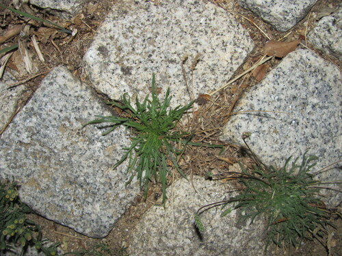 Buckhorn plantain (Plantago coronopus)
