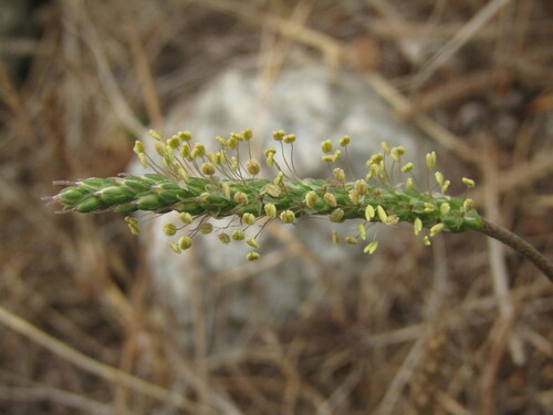 Buckhorn plantain (Plantago coronopus)