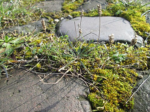 Buckhorn plantain: Krähenfuß-Wegerich ( Plantago coronopus ) an der A620 in Alt-Saarbrücken