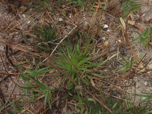 Buckhorn plantain