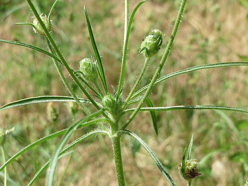 Branched plantain: Sand-Wegerich ( Plantago arenaria ) in Hockenheim