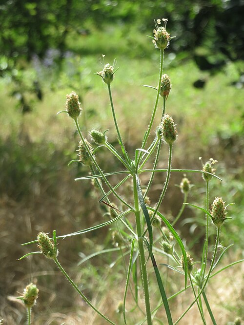 Branched plantain: Sand-Wegerich ( Plantago arenaria ) in Hockenheim