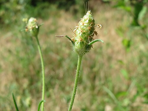 Branched plantain: Sand-Wegerich ( Plantago arenaria ) in Hockenheim