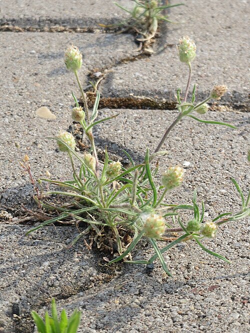 Branched plantain: Ritzenbotanik: Sand-Wegerich ( Plantago arenaria ) am Hauptbahnhof Mannheim