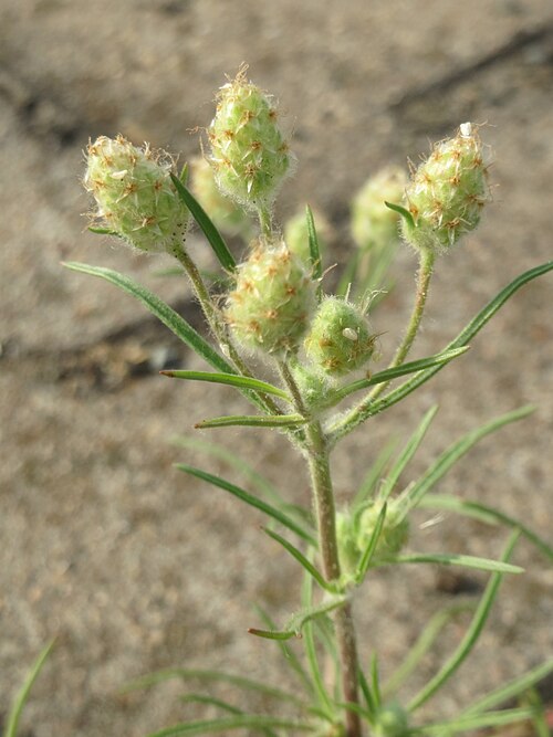 Branched plantain: Ritzenbotanik: Sand-Wegerich ( Plantago arenaria ) am Hauptbahnhof Mannheim
