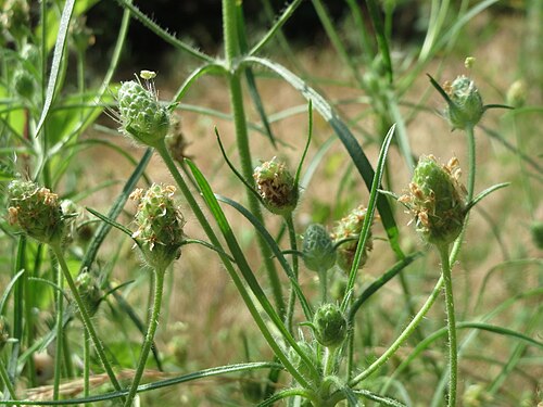 Branched plantain: Sand-Wegerich ( Plantago arenaria ) in Hockenheim