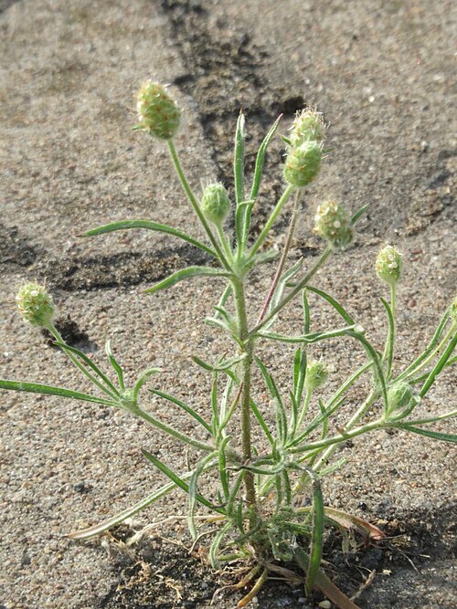 Branched plantain: Ritzenbotanik: Sand-Wegerich ( Plantago arenaria ) am Hauptbahnhof Mannheim