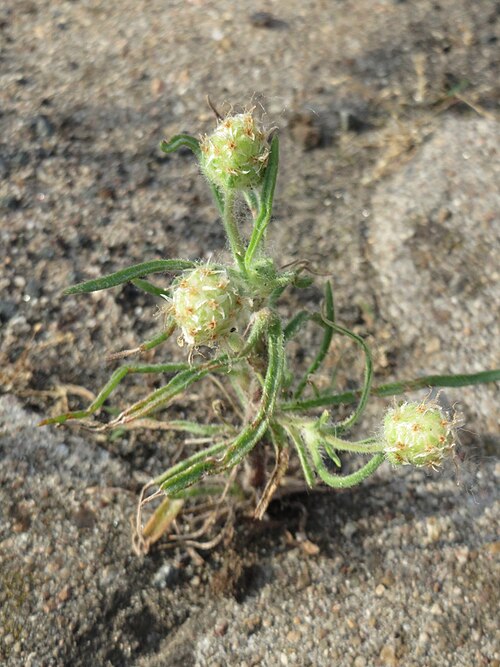 Branched plantain: Ritzenbotanik: Sand-Wegerich ( Plantago arenaria ) am Hauptbahnhof Mannheim