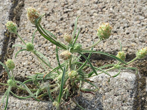 Branched plantain: Ritzenbotanik: Sand-Wegerich ( Plantago arenaria ) am Hauptbahnhof Mannheim