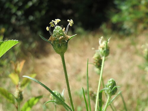 Branched plantain: Sand-Wegerich ( Plantago arenaria ) in Hockenheim