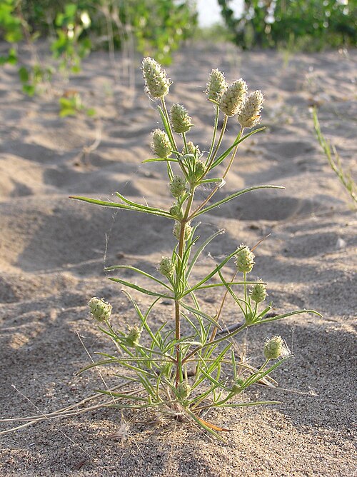 Branched plantain: Branched Plantain ( Plantago arenaria Waldst. & Kit.) on a sandy beach. Vicinity of Saratov city, Russia.