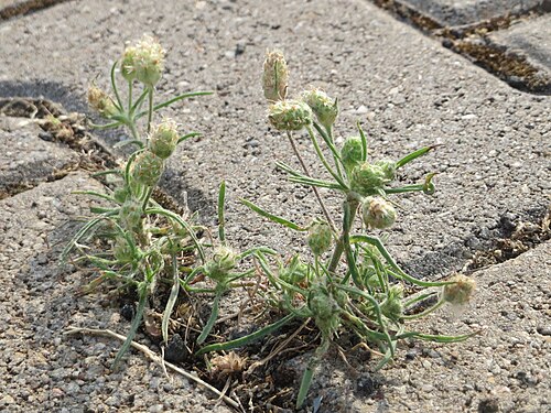 Branched plantain: Ritzenbotanik: Sand-Wegerich ( Plantago arenaria ) am Hauptbahnhof Mannheim
